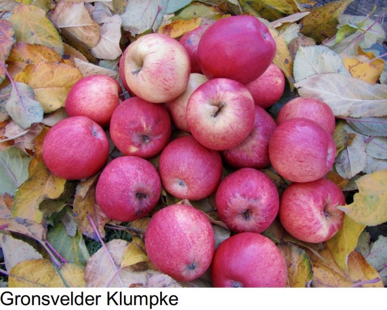 Gronsvelder Klumpke Gronsvelder Klumpke
